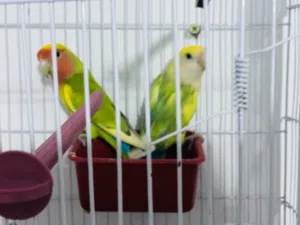 كوبيه ببغاء الروز