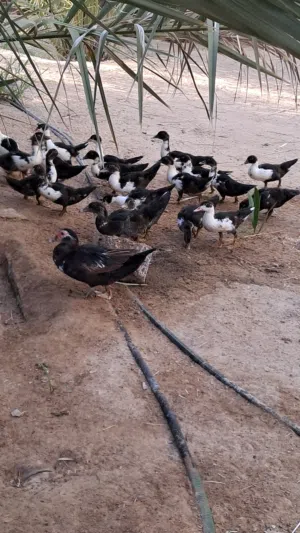 فروخ بط مصري قريب الانتاج العدد 22 توااااصل واتسب