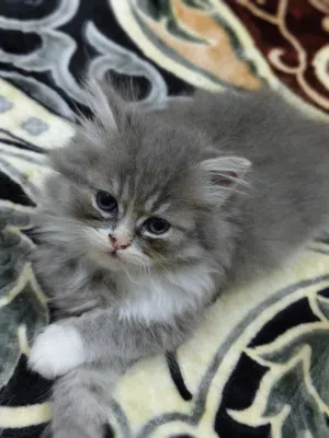 cat for adoption