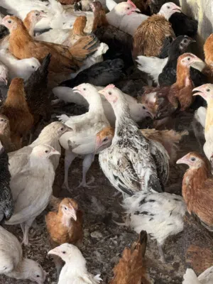 دجاج عماني وفرنسي جاهز لذبح او تربيه عمر شهرين ونص