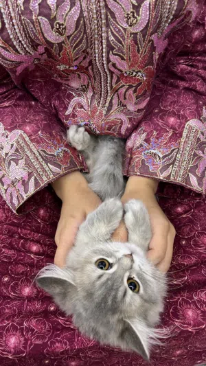 قطط شيرازية