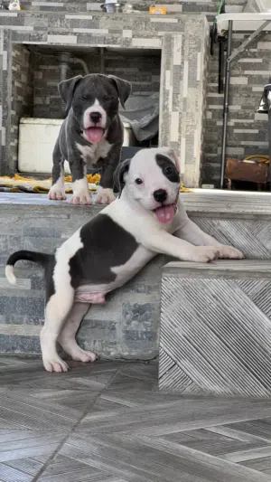 American bully puppy Male vaccinated done