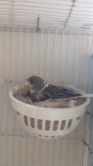 انثى كناري سوري