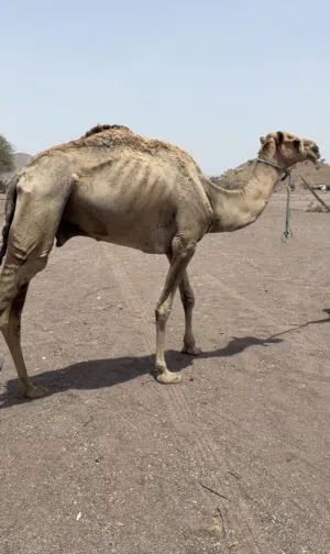 بعير للبيع او الصقب مامخصاي