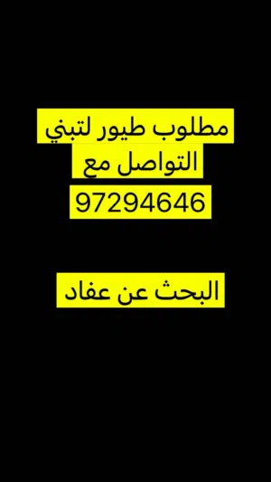 مطلوووووووب طبور لتبني او للبيع
