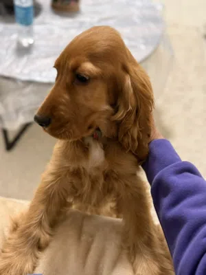 Original breed English Cocker Spaniel