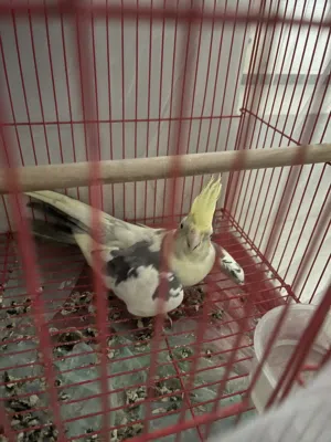 للبيع كوكتيل مغرد