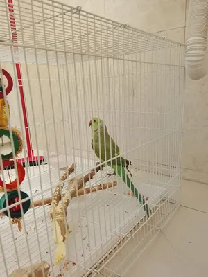 ‏ببغاء‏0