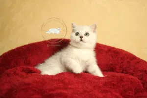 British shorthair/scottish fold بريتيش شورت هير/سكوتش فولد