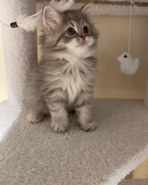 مطلوب قط صغير looking for a kitten