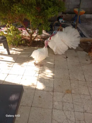 موجود حمام بلدي بدل على حبش او جاج حوالي 20 جوز حمام