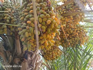 مبسلي و الخنيزي طنا سعر مبسلي 9 ريال وسعر الخنيزي 12ريال ما شاء الله فيهن خير
