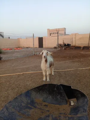 شاه ماشاءالله من حلال بني سعيد