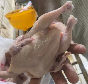 دجاج طازج بيبي جيكن