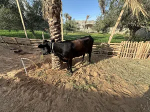 السلام عليكم لاستفسار