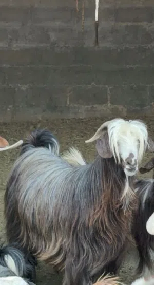 تيس مخصاي فل سمنة مقفل ع الآخر  ما شاء الله