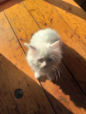 white Persian blue eyes kitten