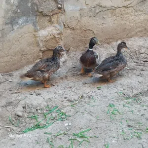 خضيريات الشراي يتصل