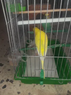 عصفير للبيع أنكليزيه