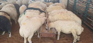 Sheep0