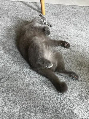 Cat for Adoption