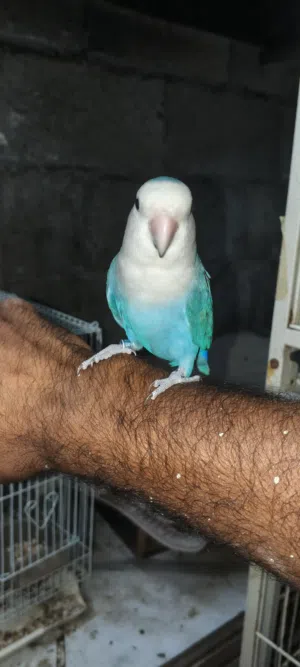 Very friendly pair of Lovebirds for sale Both birds are hand friendly, sit on hands, shoulders
