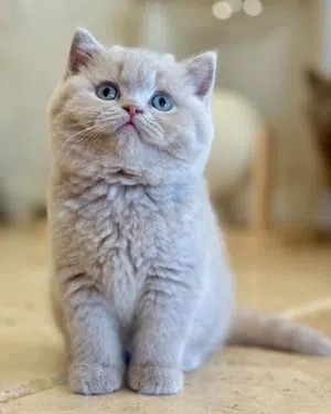 British shorthair kittens