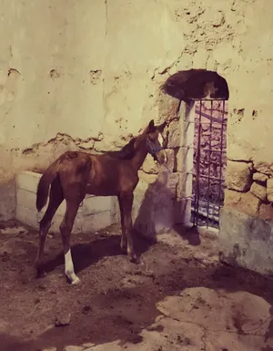 ‏خيل‏4