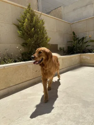 Golden retriever