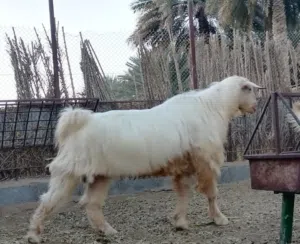 فحل من حلال الجبل الأخضر الأصيل