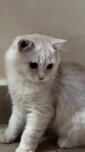 3 cats kitten for sale mother is angora turkey father is scotch fold and negot