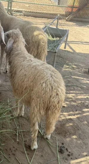 كباشه للبيع