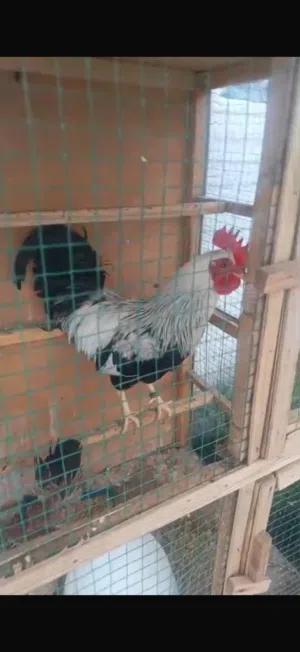 ديك ودجاجه