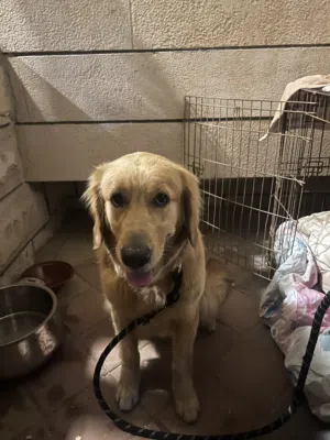 جولدن ريتريفر