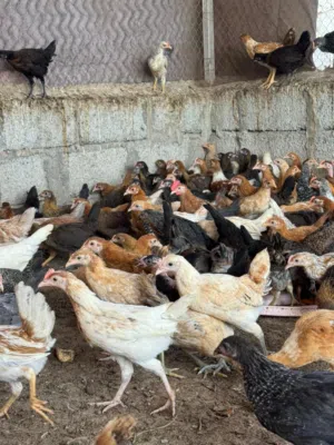 دجاج عماني أصيل... الجودة منا، والطبخ فنكم