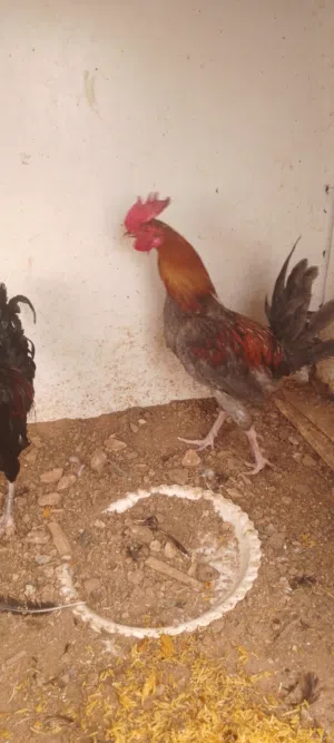 ديوك بسعر مغري العمر 5 شهور  العدد 2
