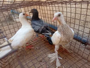 حمام عربي للبيع