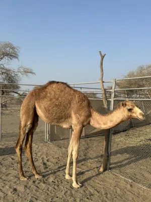 بكرة مفرودة للبيع