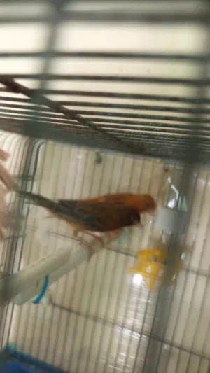 طيور كناري للبيع المستعجل