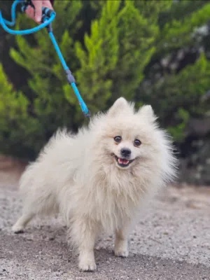 Pomeranian Dog (اصغر انواع الكلاب)
