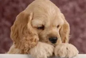 A 50-day-old Cocker Spaniel puppy that eats well