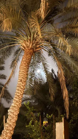عبدالله أحمد عبدالله السريري 