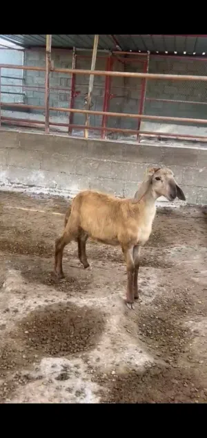 كبش سوداني ابوه درماني