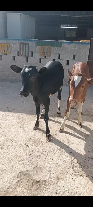 عجلات صلالي محلي
