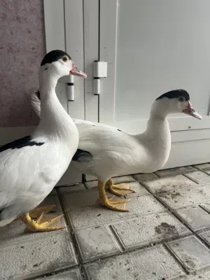 ذكرين للبيع او للبدل male ducks for sale or trade
