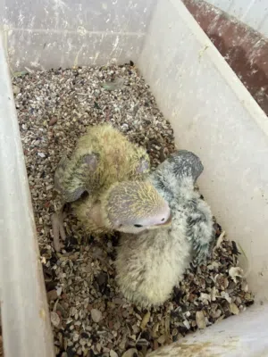 فروخ روز غر الوان متنوعه و ازواج روز