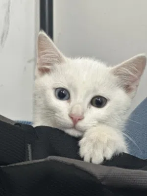 Adorable Female Kittens – 51⁄2–6 Months