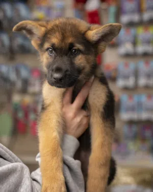 لعشاق القوة والاعتمادية وبسعر مغري متوفر الآن جراء جيرمن شيبرد وورك لاين مستوى مميز