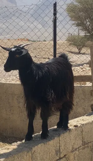 صخله سمينه ماشاءالله العمر سنه تقريبا