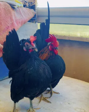 #Serama #chicken